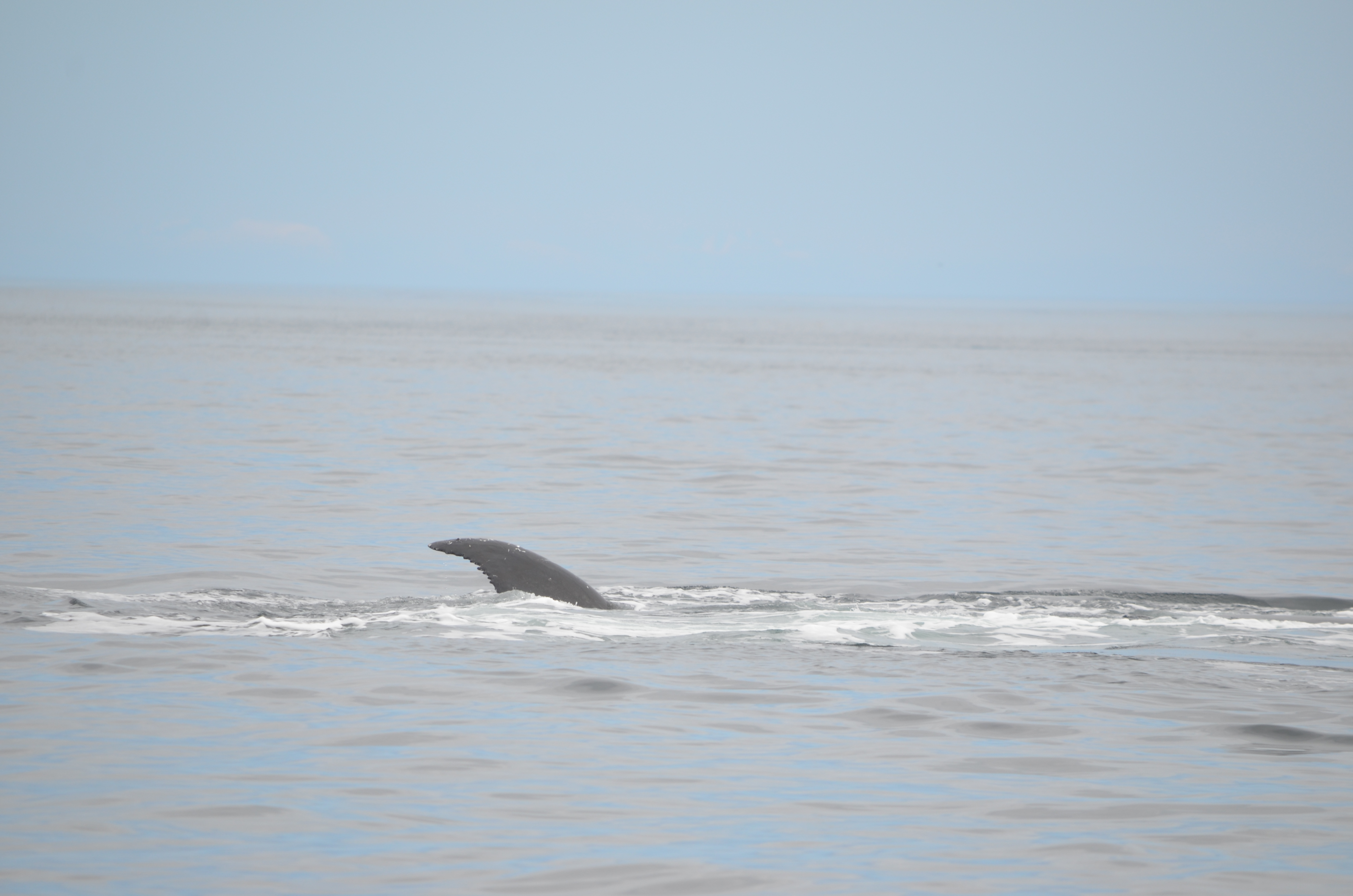 photos/wildlife/Mammal_Species/Humpback Whale/DSC_0181.JPG